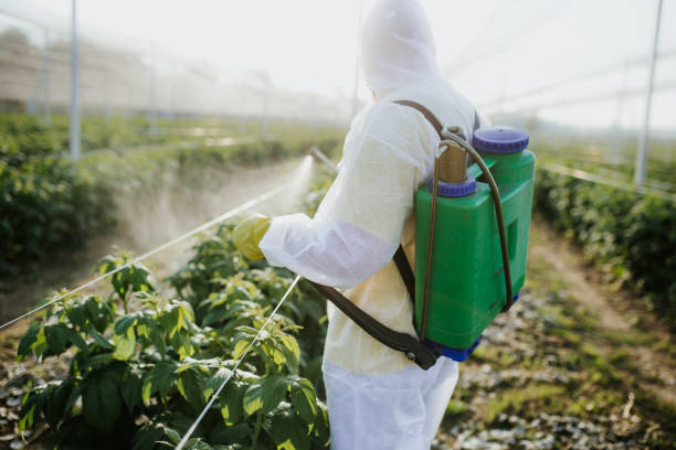 Best Local Pest Control Services  in St Rose, LA
